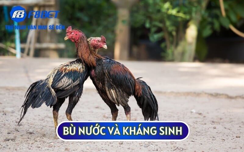 Nếu gà yếu hãy bù nước và kháng sinh để hỗ trợ phục hồi