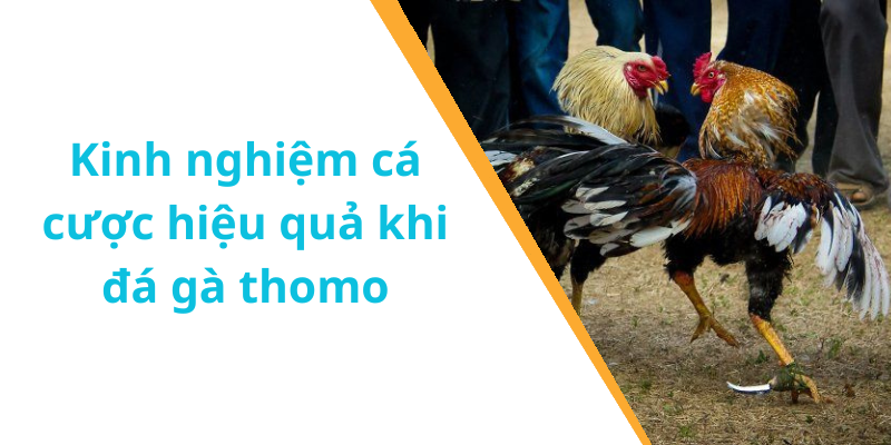 Kinh nghiệm cá cược hiệu quả khi đá gà thomo