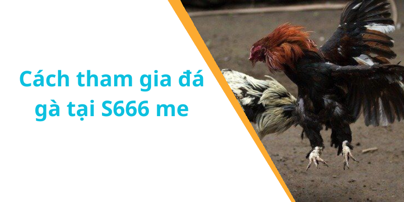 Cách tham gia đá gà tại S666 me