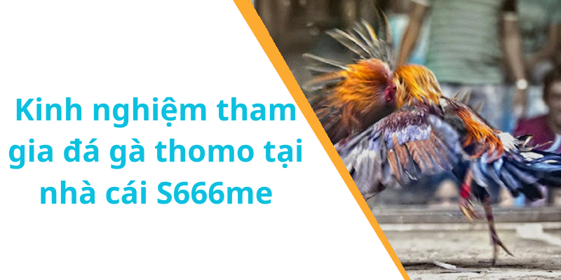 Kinh nghiệm tham gia đá gà thomo tại nhà cái S666me