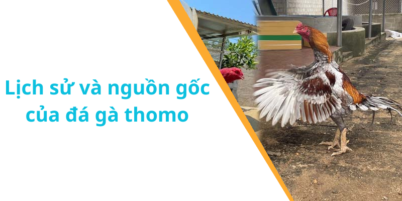 Lịch sử và nguồn gốc của đá gà thomo