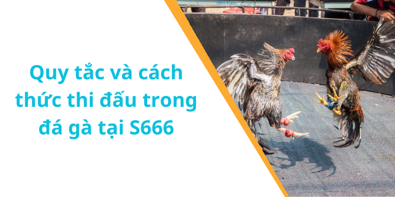 Quy tắc và cách thức thi đấu trong đá gà tại S666