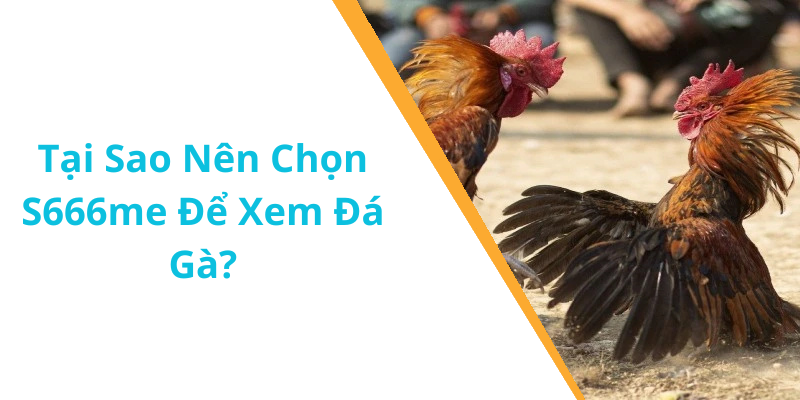 Tại Sao Nên Chọn S666me Để Xem Đá Gà