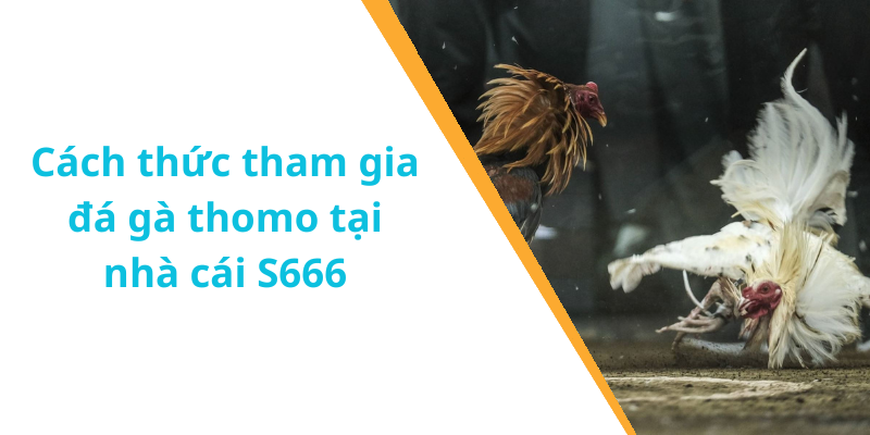 Cách thức tham gia đá gà thomo tại nhà cái S666