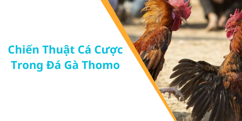 Chiến Thuật Cá Cược Trong Đá Gà Thomo