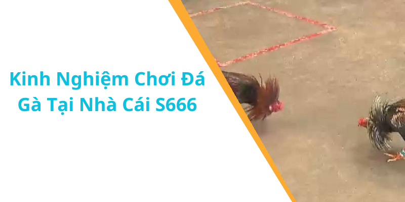 Kinh Nghiệm Chơi Đá Gà Tại Nhà Cái S666