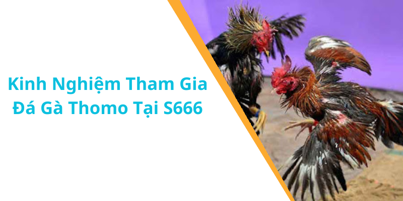 Kinh Nghiệm Tham Gia Đá Gà Thomo Tại S666