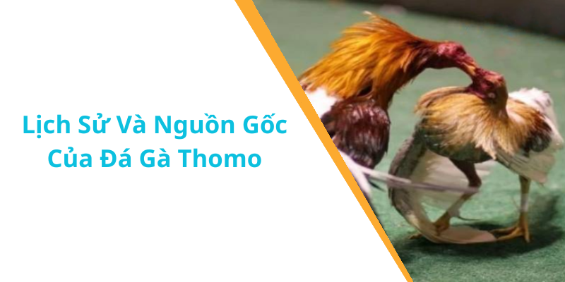 Lịch Sử Và Nguồn Gốc Của Đá Gà Thomo