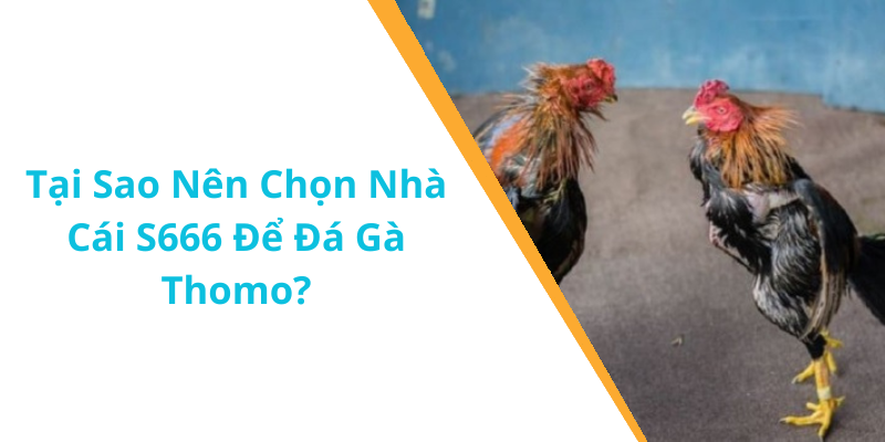 Tại Sao Nên Chọn Nhà Cái S666 Để Đá Gà Thomo