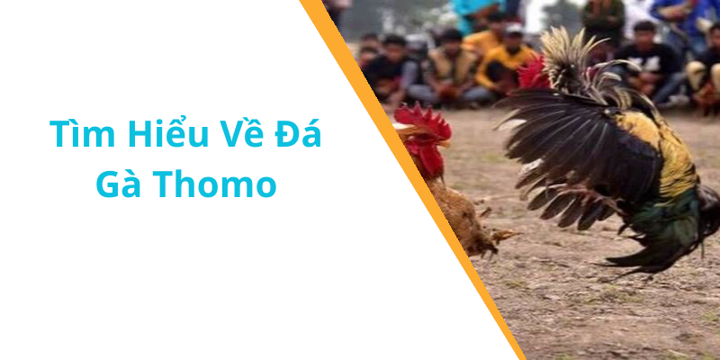 Tìm Hiểu Về Đá Gà Thomo