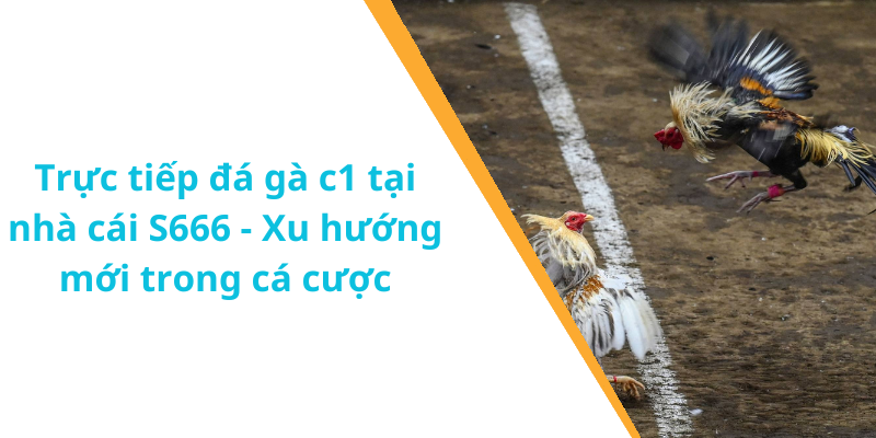 Trực tiếp đá gà c1 tại nhà cái S666 - Xu hướng mới trong cá cược