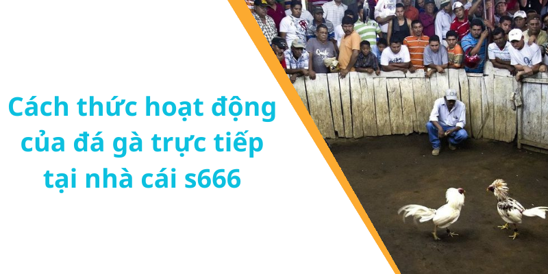 Cách thức hoạt động của đá gà trực tiếp tại nhà cái s666