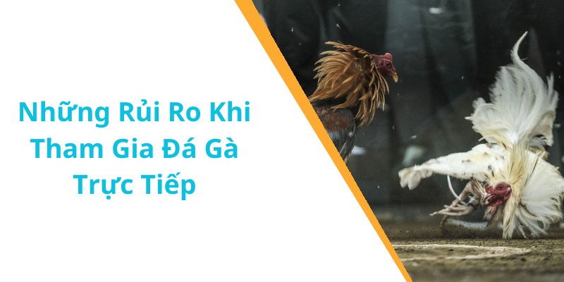 Những Rủi Ro Khi Tham Gia Đá Gà Trực Tiếp