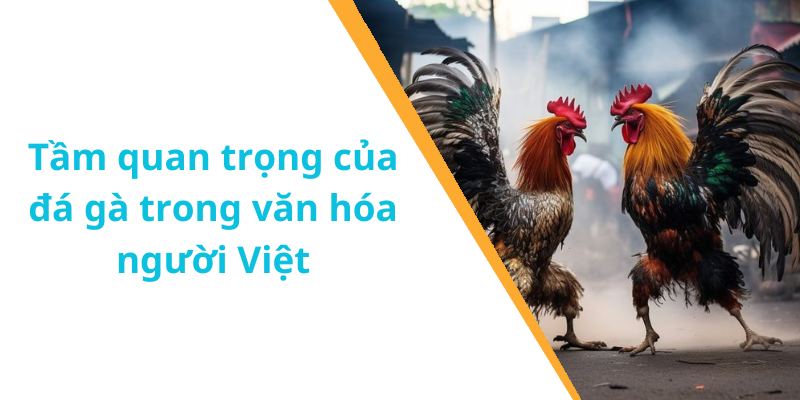 Tầm quan trọng của đá gà trong văn hóa người Việt