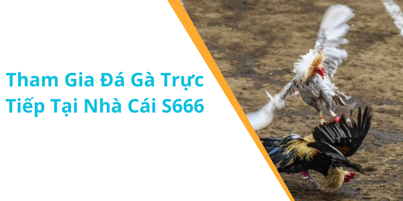 Tham Gia Đá Gà Trực Tiếp Tại Nhà Cái S666