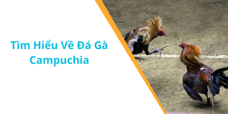 Tìm Hiểu Về Đá Gà Campuchia